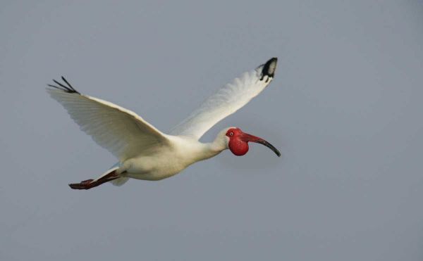 FL, Tampa Bay Flying white ibis